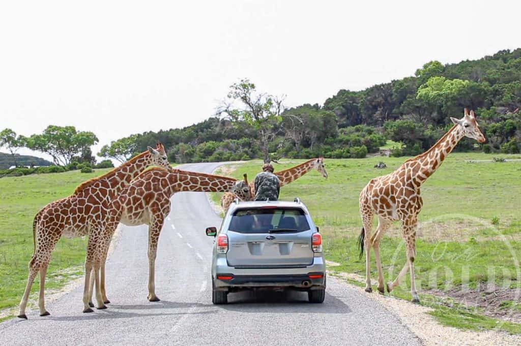 herd of giraffes feeding from a car